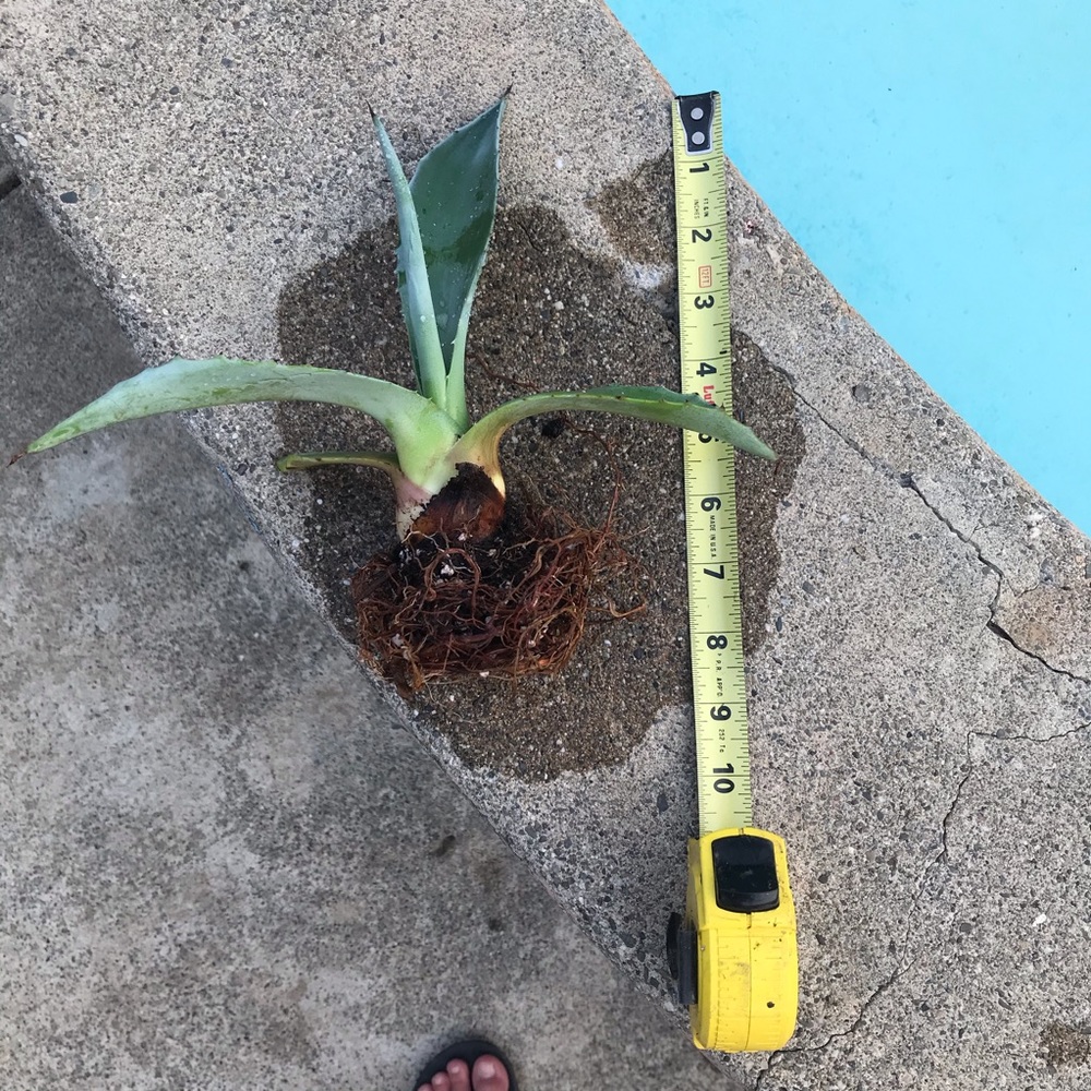 Live Gorgeous Agave Americauna Cactus alive plant